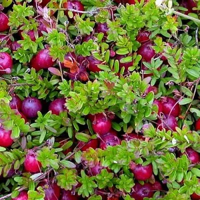 Клюква ПИЛИГРИМ в Солигорске