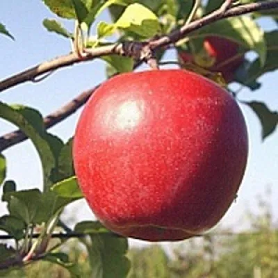 Яблоня ЛИГОЛ  Яблоня ЛИГОЛ в Солигорске