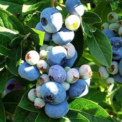 Голубика ВЕЙМУТ в Солигорске