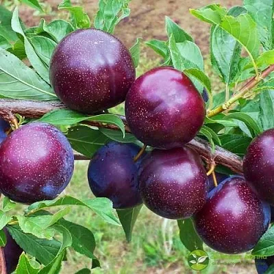 Шарафуга ВЕЛЬВЕТ САНРАЙЗ  Шарафуга ВЕЛЬВЕТ САНРАЙЗ в Солигорске