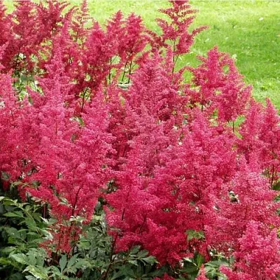 Астильба СКАЙСКРЕЙПЕР китайская  Астильба СКАЙСКРЕЙПЕР китайская в Солигорске