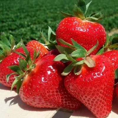 Клубника ДЖОЛИ в Солигорске