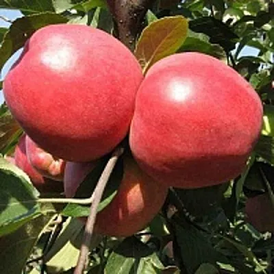 Яблоня ЗАСЛАВСКОЕ  Яблоня ЗАСЛАВСКОЕ в Солигорске