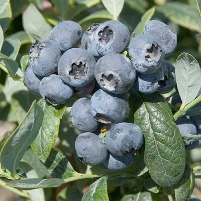 Голубика БРИГИТТА в Солигорске