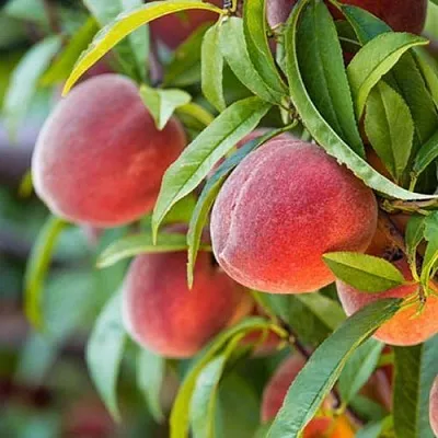 Персик РЕД ХЕВЕН  Персик РЕД ХЕВЕН в Солигорске