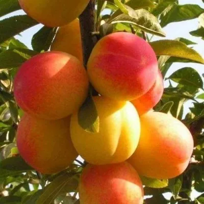 Слива ВЕТРАЗЬ-2 — описание сорта Слива ВЕТРАЗЬ-2 в Солигорске