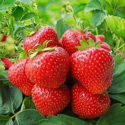 Клубника КИМБЕРЛИ в Солигорске