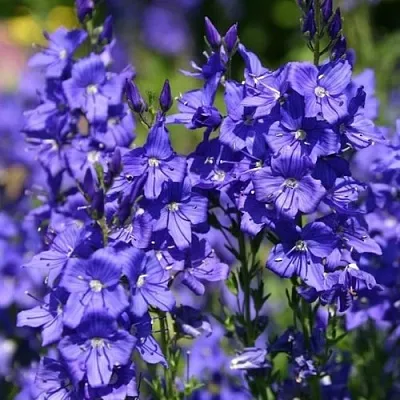 Вероника австрийская  Вероника австрийская в Солигорске