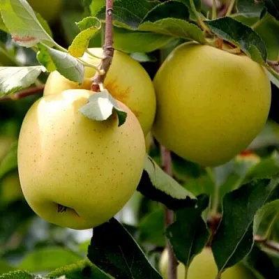 Яблоня ГОЛДЕН ВЛАДИМИРСКИЙ  Яблоня ГОЛДЕН ВЛАДИМИРСКИЙ в Солигорске