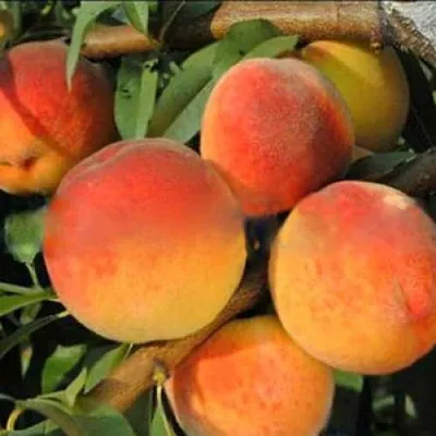 Персик РОЯЛ ВИ  Персик РОЯЛ ВИ в Солигорске