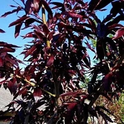 Персик БУРГУНДИ краснолистный  Персик БУРГУНДИ краснолистный в Солигорске