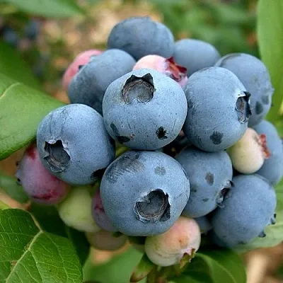 Голубика КОЛЛИНЗ в Солигорске