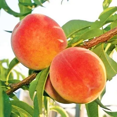 Персик ОНТАРИО  Персик ОНТАРИО в Солигорске