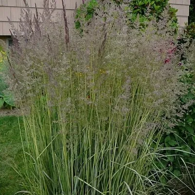 Вейник АВАЛАНШ остроцветковый  Вейник АВАЛАНШ остроцветковый в Солигорске