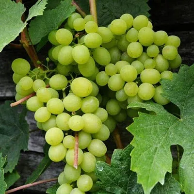 Виноград АЛЕШЕНЬКИН  Виноград АЛЕШЕНЬКИН в Солигорске