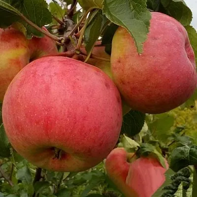 Яблоня БОЛОТОВСКОЕ  Яблоня БОЛОТОВСКОЕ в Солигорске