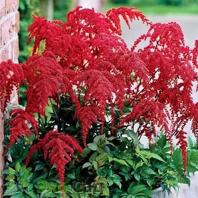 Астильба РЕД ЧАРМ Арендса  Астильба РЕД ЧАРМ Арендса в Солигорске