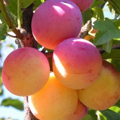 Слива ВЕТРАЗЬ-2 — описание сорта Слива ВЕТРАЗЬ-2 в Солигорске