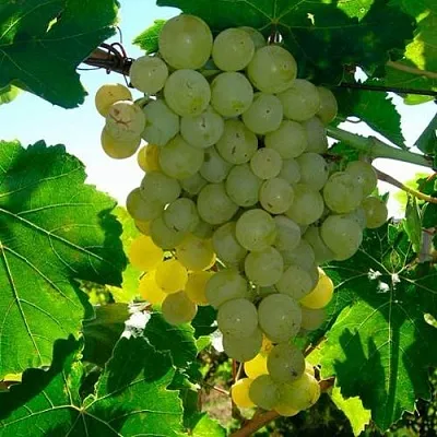 Виноград КИШМИШ МУСКАТНЫЙ  Виноград КИШМИШ МУСКАТНЫЙ в Солигорске