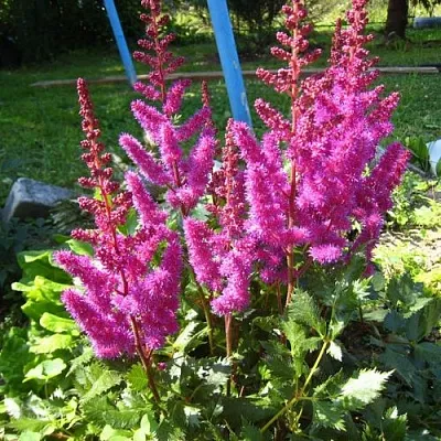 Астильба ЭЛИЗАБЕТ ВАН ВИН японская  Астильба ЭЛИЗАБЕТ ВАН ВИН японская в Солигорске