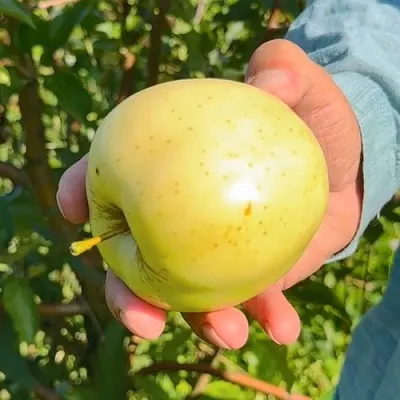 Яблоня ЗАЙЧУК  Яблоня ЗАЙЧУК в Солигорске