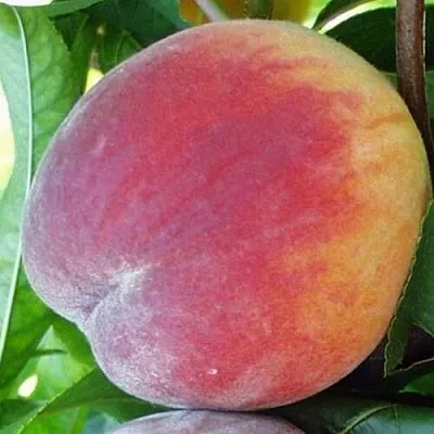 Персик ТОП СВИТ  Персик ТОП СВИТ в Солигорске