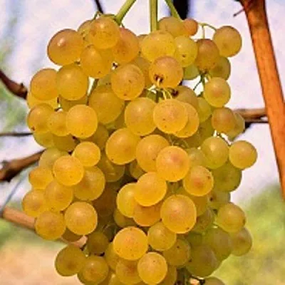 Виноград КИШМИШ КОКТЕЙЛЬ  Виноград КИШМИШ КОКТЕЙЛЬ в Солигорске