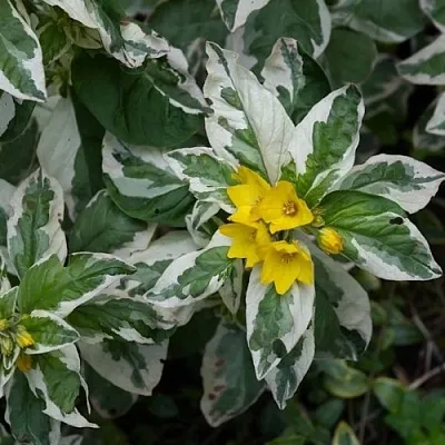 Вербейник АЛЕКСАНДР точечный  Вербейник АЛЕКСАНДР точечный в Солигорске