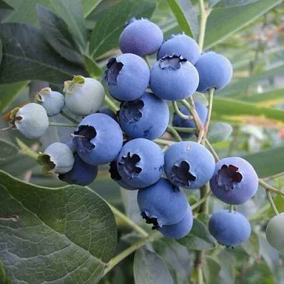 Голубика ЛЕГАЦИЯ в Солигорске