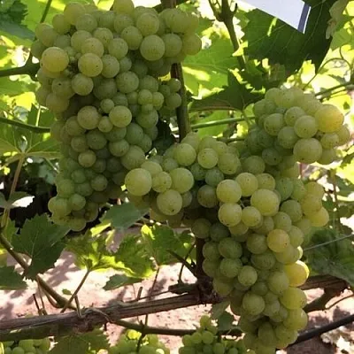 Виноград КИШМИШ 311  Виноград КИШМИШ 311 в Солигорске