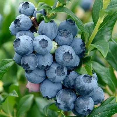 Голубика ХАРДИБЛЮ в Солигорске