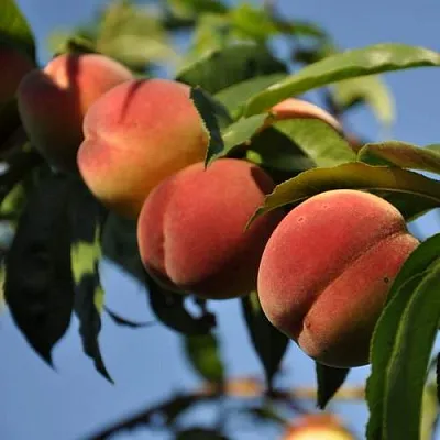 Персик ДАЧНЫЙ  Персик ДАЧНЫЙ в Солигорске