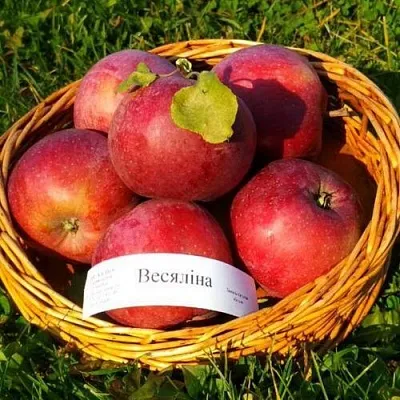 Яблоня ВЕСЯЛИНА  Яблоня ВЕСЯЛИНА в Солигорске
