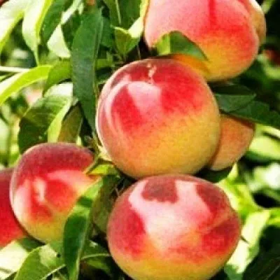 Персик НОВОСЕЛКОВСКИЙ  Персик НОВОСЕЛКОВСКИЙ в Солигорске