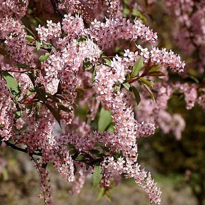 Черемуха НЕЖНОСТЬ в Солигорске