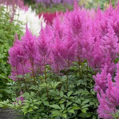 Астильба АМЕТИСТ Арендса  Астильба АМЕТИСТ Арендса в Солигорске