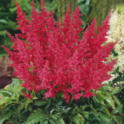 Астильба МОНТГОМЕРИ японская в Солигорске