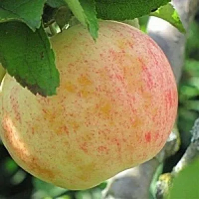 Яблоня ЛЕТНЕЕ СЛАДКОЕ  Яблоня ЛЕТНЕЕ СЛАДКОЕ в Солигорске