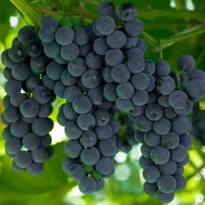 Саженцы винограда Кэмпбелл Эрли Саженцы винограда Кэмпбелл Эрли