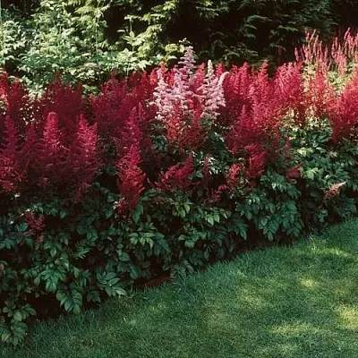 Астильба ГРАНАТ Арендса  Астильба ГРАНАТ Арендса в Солигорске