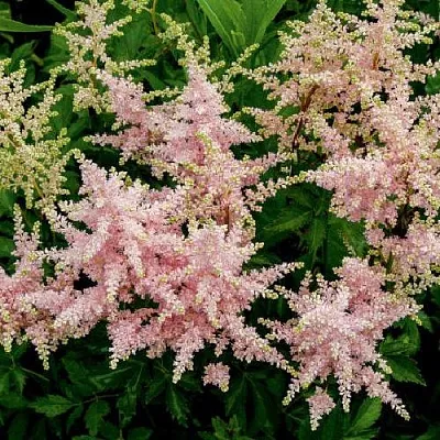 Астильба СЕСТРА ТЕРЕЗА Арендса  Астильба СЕСТРА ТЕРЕЗА Арендса в Солигорске