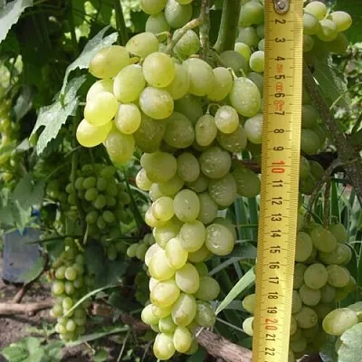 Виноград АНАНАСНЫЙ РАННИЙ  Виноград АНАНАСНЫЙ РАННИЙ в Солигорске