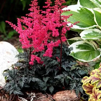 Астильба МУЛЕН РУЖ курчавая  Астильба МУЛЕН РУЖ курчавая в Солигорске