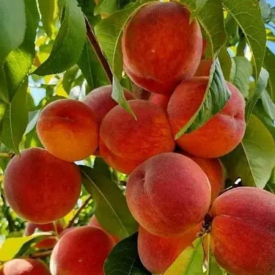 Персик ПОСОЛ МИРА  Персик ПОСОЛ МИРА в Солигорске