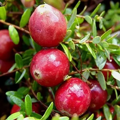 Клюква СТИВЕНС в Солигорске