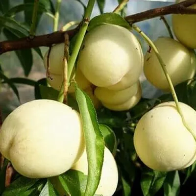 Персик АЙС ПИЧ  Персик АЙС ПИЧ в Солигорске