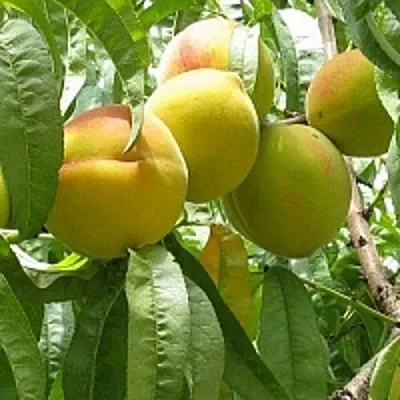 Персик СЕЯНЕЦ СТАРКА  Персик СЕЯНЕЦ СТАРКА в Солигорске