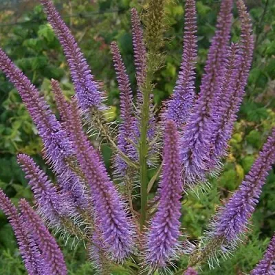 Вероникаструм ФАСЦИНЕЙШН  Вероникаструм ФАСЦИНЕЙШН в Солигорске