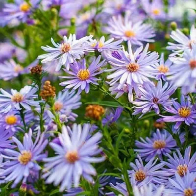 Астра ЛИТТЛ КАРЛОУ сердцелистная  Астра ЛИТТЛ КАРЛОУ сердцелистная в Солигорске