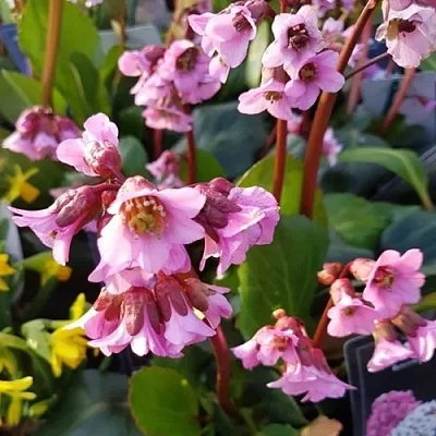 Бадан БЭБИ ДОЛЛ  Бадан БЭБИ ДОЛЛ в Солигорске